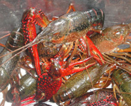 成品龙虾