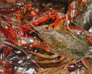 成品龙虾