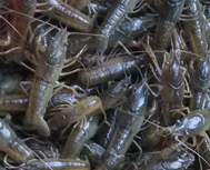 龙虾种苗